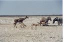 _154.jpg, Etosha National Park