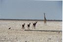 _155.jpg, Etosha National Park