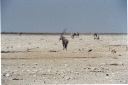 _156.jpg, Etosha National Park