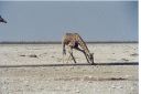 _157.jpg, Etosha National Park