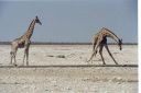 _158.jpg, Etosha National Park