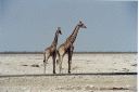 _159.jpg, Etosha National Park