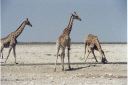 _160.jpg, Etosha National Park