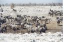 _161.jpg, Etosha National Park