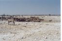 _162.jpg, Etosha National Park