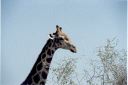 _163.jpg, Etosha National Park