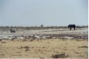 _164.jpg, Etosha National Park