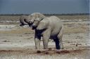 _169.jpg, Etosha National Park