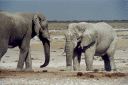 _170.jpg, Etosha National Park