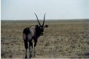 _171.jpg, Etosha National Park