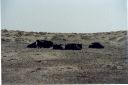 _172.jpg, Wildebeast
Etosha National Park