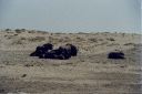 _173.jpg, Etosha National Park