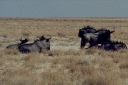 _174.jpg, Etosha National Park