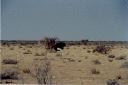 _175.jpg, Etosha National Park