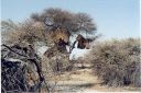 _176.jpg, Community bird nests
Etosha National Park