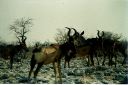 _183.jpg, Etosha National Park