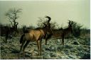 _184.jpg, Etosha National Park