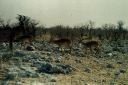 _185.jpg, Etosha National Park