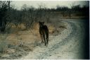 _186.jpg, Etosha National Park