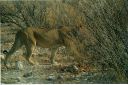 _187.jpg, Etosha National Park