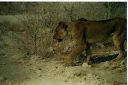 _189.jpg, Etosha National Park