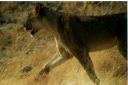 _190.jpg, Etosha National Park