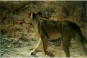 _191.jpg, Etosha National Park