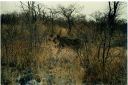 _192.jpg, Etosha National Park