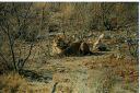 _193.jpg, Etosha National Park