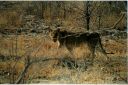 _194.jpg, Etosha National Park