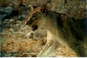 _195.jpg, Etosha National Park