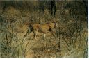 _196.jpg, Etosha National Park