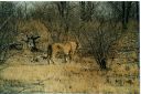 _197.jpg, Etosha National Park