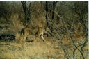 _198.jpg, Etosha National Park