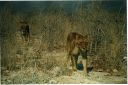 _200.jpg, Etosha National Park