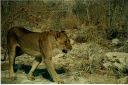 _203.jpg, Etosha National Park