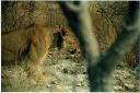 _204.jpg, Etosha National Park