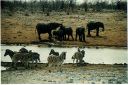 _208.jpg, Etosha National Park