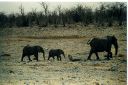 _209.jpg, Etosha National Park