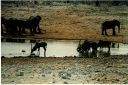 _211.jpg, Etosha National Park