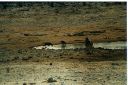 _213.jpg, Etosha National Park