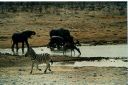 _214.jpg, Etosha National Park