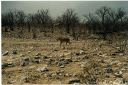 _220.jpg, Etosha National Park