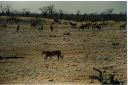 _221.jpg, Etosha National Park