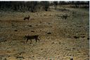 _222.jpg, Etosha National Park