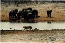 _223.jpg, Etosha National Park