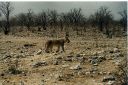 _226.jpg, Etosha National Park