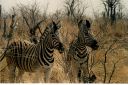 _227.jpg, Etosha National Park