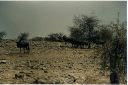 _229.jpg, Etosha National Park