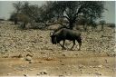 _230.jpg, Etosha National Park